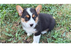 Meatball - Pembroke Welsh Corgi for sale