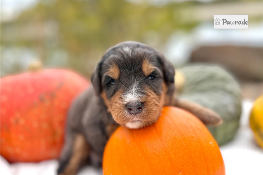 Trent - Mini Bernedoodle for sale