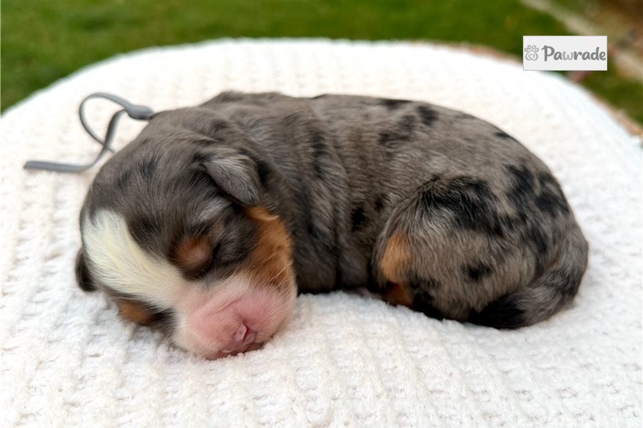Titus - Mini Bernedoodle for sale