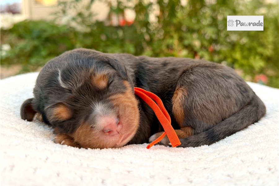 Trent - Mini Bernedoodle for sale