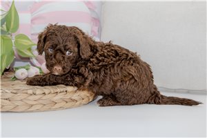 Charlotte - Aussiedoodle for sale