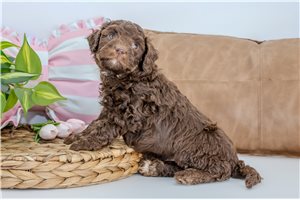 Charlie - Aussiedoodle for sale