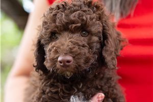 Charles - Aussiedoodle for sale