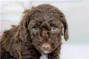 Charlotte - Aussiedoodle for sale