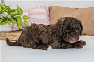 Christian - Aussiedoodle for sale