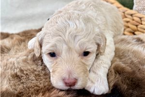 Chase - Aussiedoodle for sale