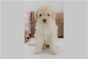 Cleo - Aussiedoodle for sale