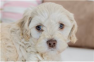Cider - Aussiedoodle for sale