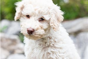 Chase - Aussiedoodle for sale
