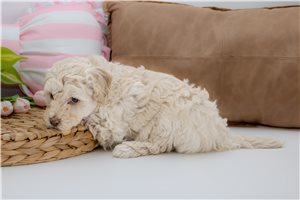 Chase - Aussiedoodle for sale