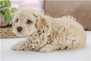 Cider - Aussiedoodle for sale