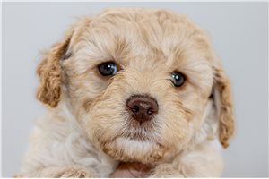 Carter - Aussiedoodle for sale
