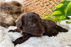 Calista - Aussiedoodle for sale