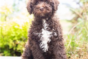 Christian - Aussiedoodle for sale