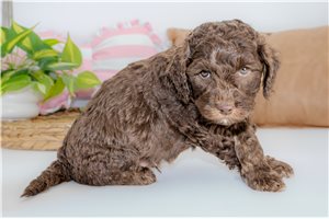 Charlie - Aussiedoodle for sale