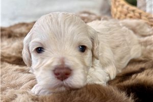 Cider - puppy for sale