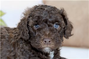 Christian - Aussiedoodle for sale