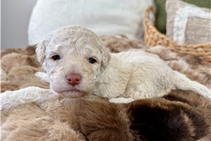 Cleo - Aussiedoodle for sale
