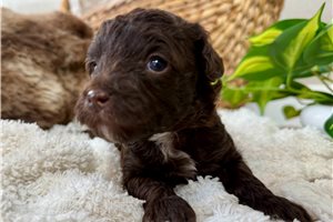 Christian - puppy for sale