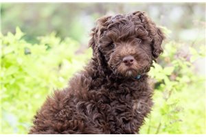 Charlie - Aussiedoodle for sale