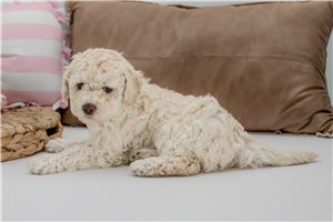 Cleo - Aussiedoodle for sale