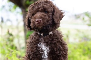Charlotte - Aussiedoodle for sale