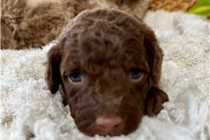 Charlotte - puppy for sale