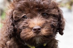 Calista - Aussiedoodle for sale