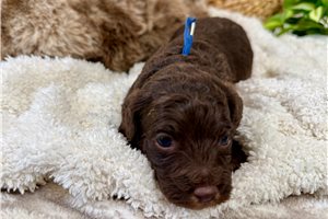Charlie - puppy for sale