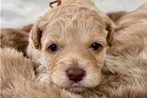 Carter - puppy for sale