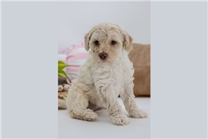 Chase - Aussiedoodle for sale