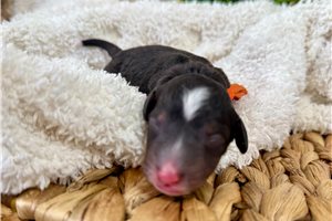 Basil - puppy for sale