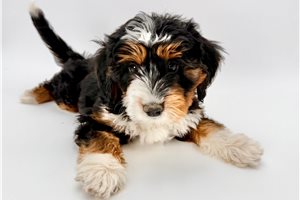 Brooklyn - puppy for sale