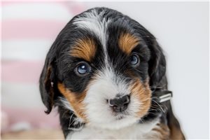 Brooklyn - Australian Bernedoodle for sale