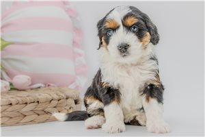 Bree - Australian Bernedoodle for sale