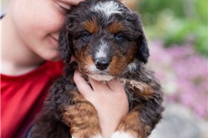 Basil - Australian Bernedoodle for sale