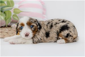 Bonnie - Australian Bernedoodle for sale