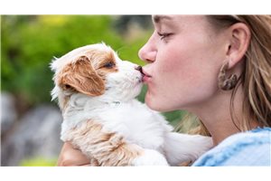 Bernadette - Australian Bernedoodle for sale