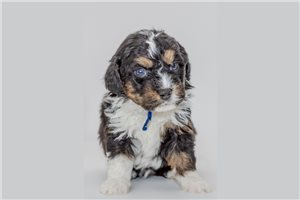 Bobby - Australian Bernedoodle for sale