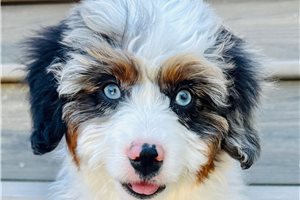 Bailey - Australian Bernedoodle for sale