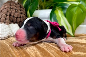 Bethany - puppy for sale