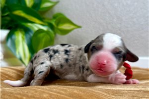 Bailey - puppy for sale