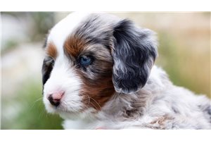 Bailey - Australian Bernedoodle for sale