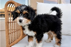 Birdie - Australian Bernedoodle for sale