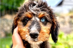Basil - puppy for sale