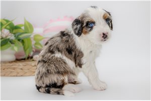 Bodie - Australian Bernedoodle for sale