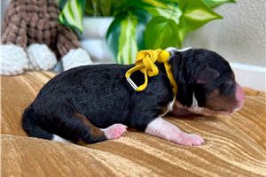 Bubbles - puppy for sale