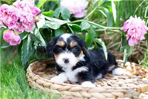 Birdie - Australian Bernedoodle for sale