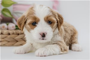 Bernadette - Australian Bernedoodle for sale