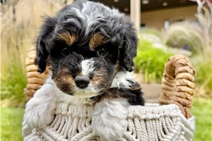 Bobby - Australian Bernedoodle for sale